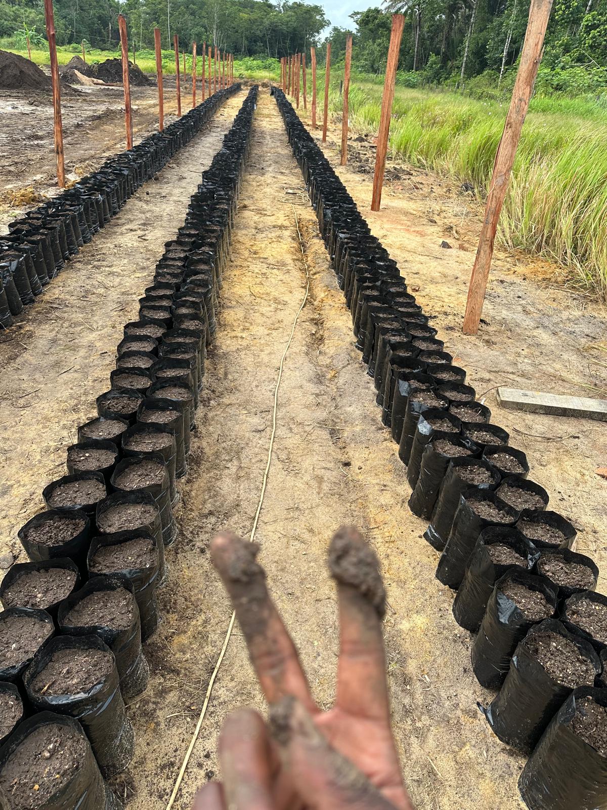 Avocado Farm